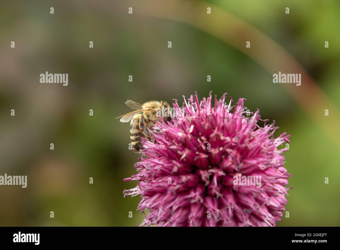 Bee on a pink thistle blossom in summer Stock Photo