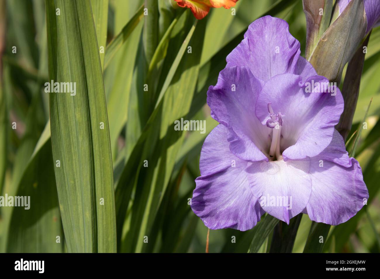 Purple flower Stock Photo