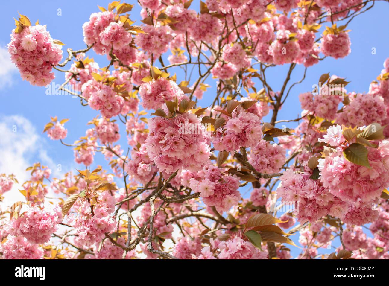 Japanese Cherry Blossom tree in spring Stock Photo