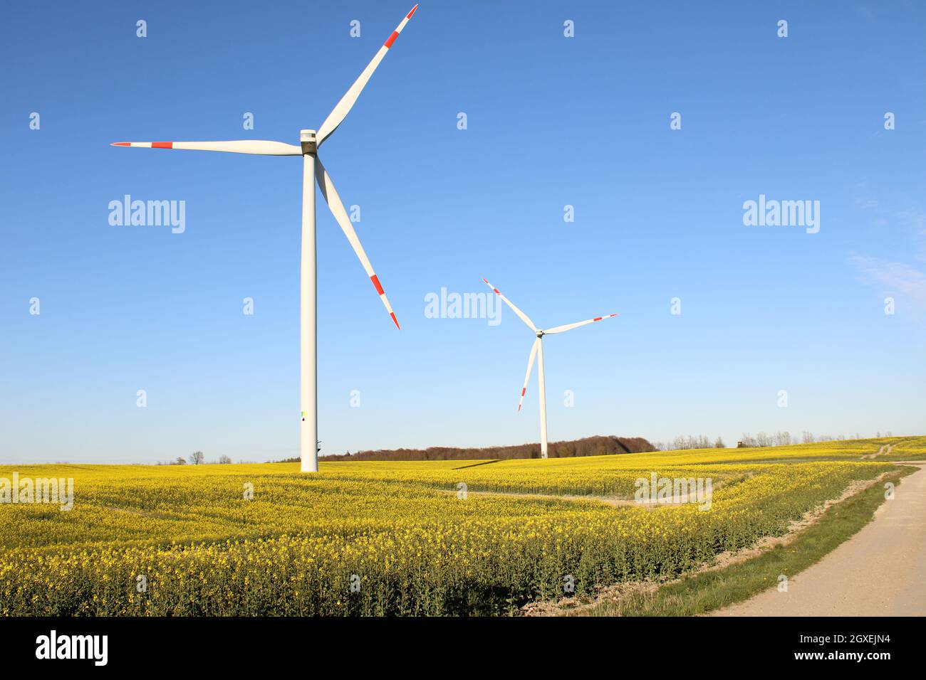 Rape field and Windmills landscape Stock Photo