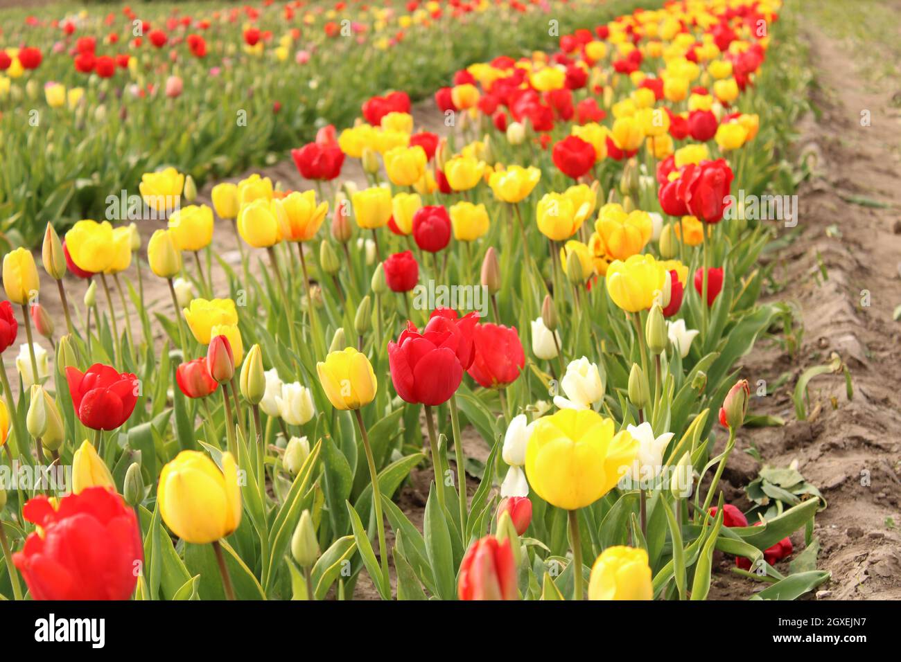 Red and Yellow tulips field Stock Photo