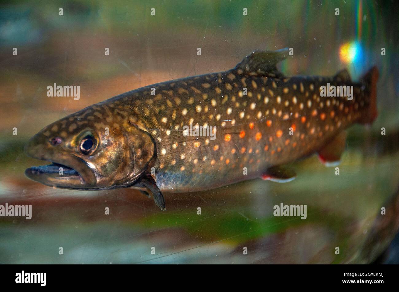 White-spotted char, Salvelinus leucomaenis pluvius, Nikko Laboratory ...