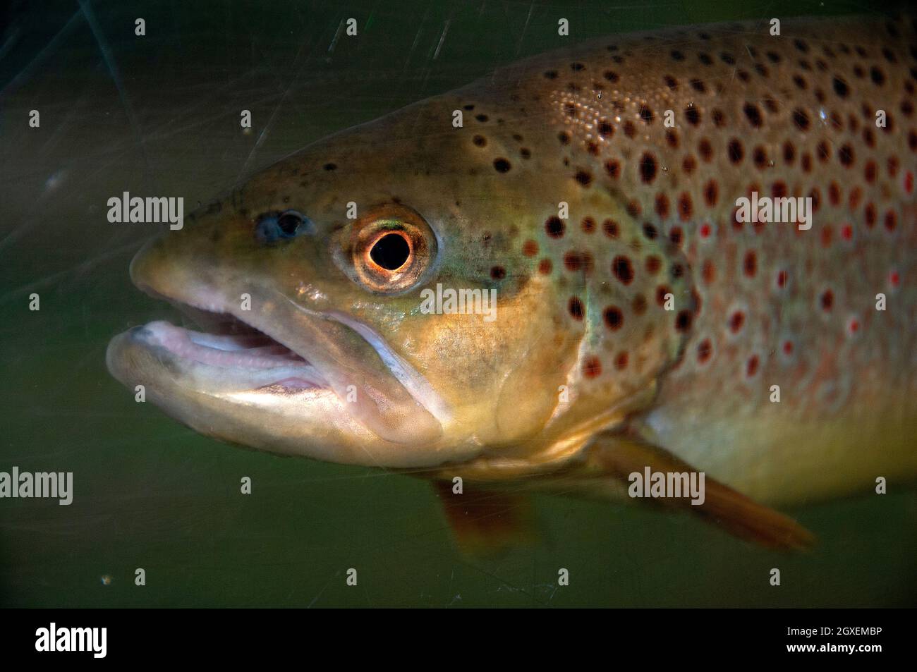 Brown trout, Salmo trutta, Nikko Laboratory Fisheries Research Agency, Nikko, Japan Stock Photo