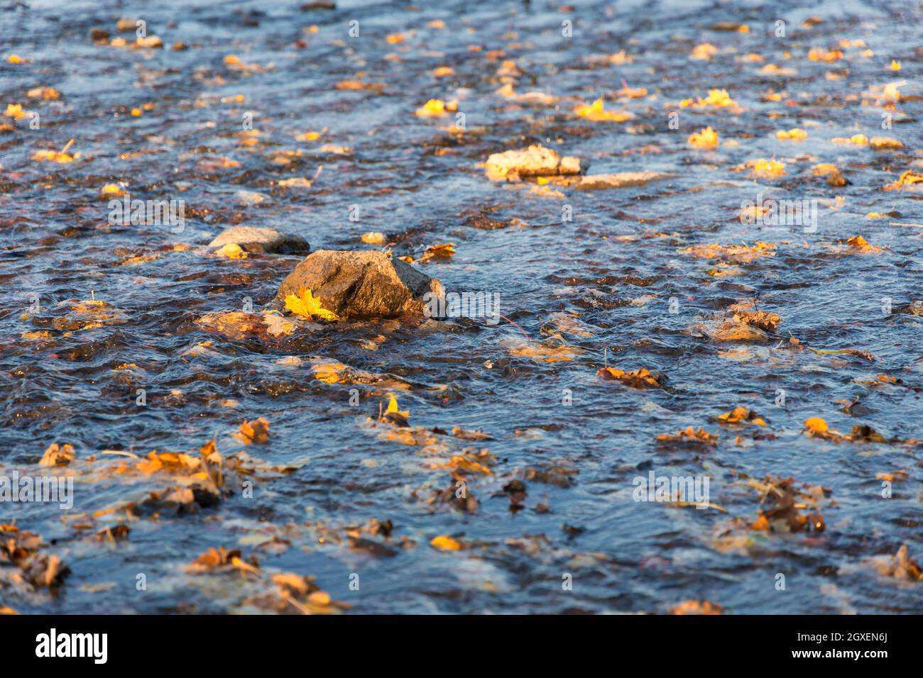 Autumn small river with yellow leaves bubbling among the stones Stock Photo