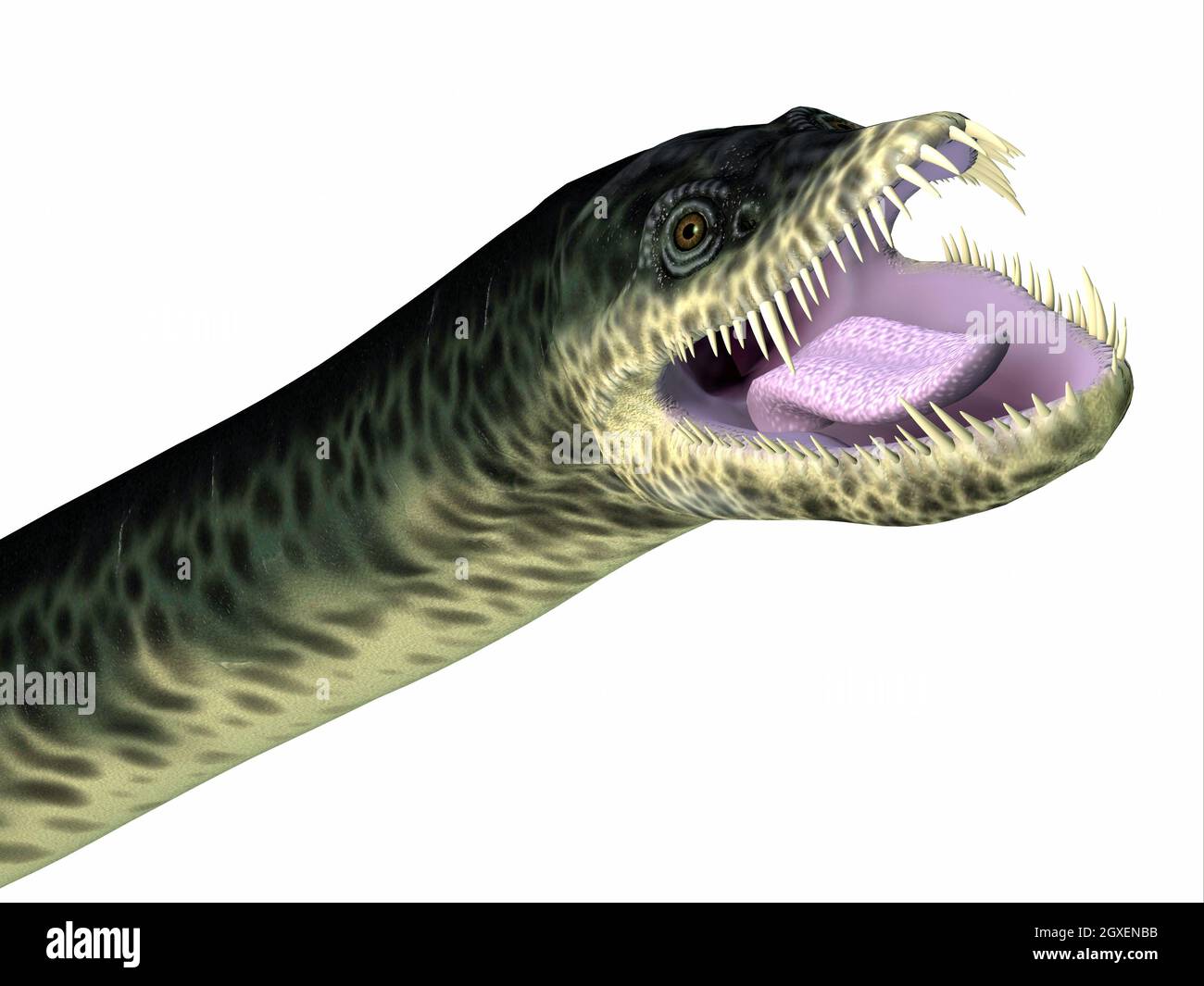 Styxosaurus was a predatory marine Plesiosaur reptile that lived in the seas of North America during the Cretaceous Period. Stock Photo