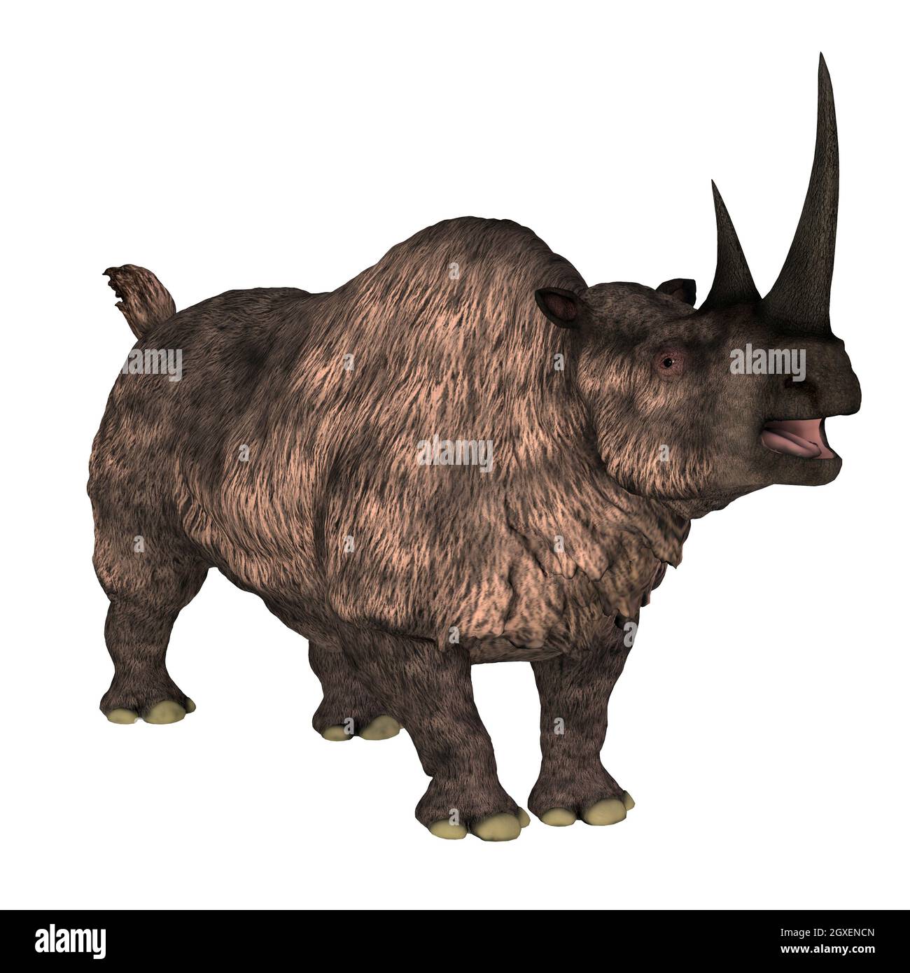 The Woolly rhinoceros was a herbivorous mammal that lived in Europe and Asia during the Pleistocene Period. Stock Photo