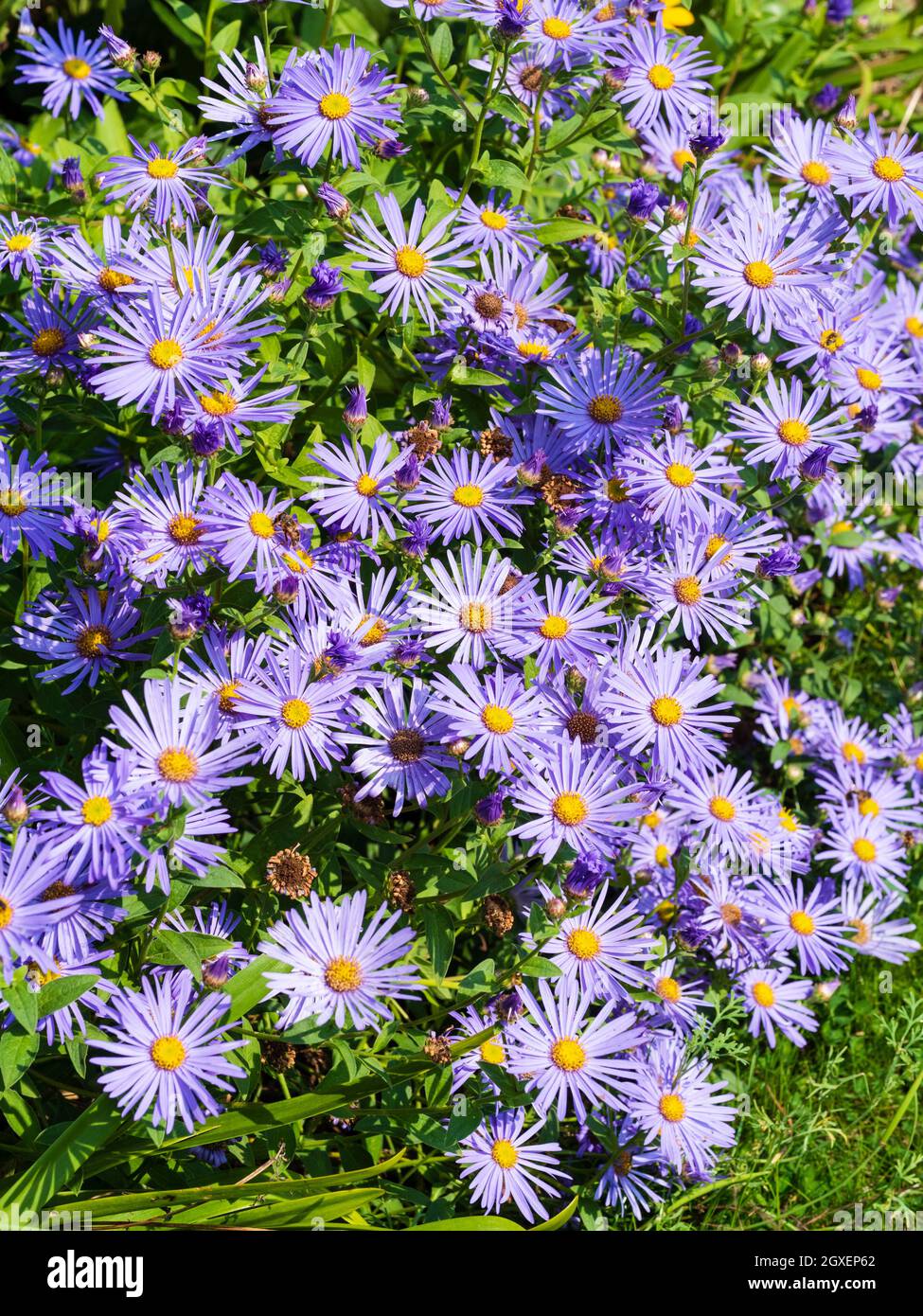 Massed blue daisies of the summer to autumn flowering hardy perennial, Aster frikartii 'Monch' Stock Photo