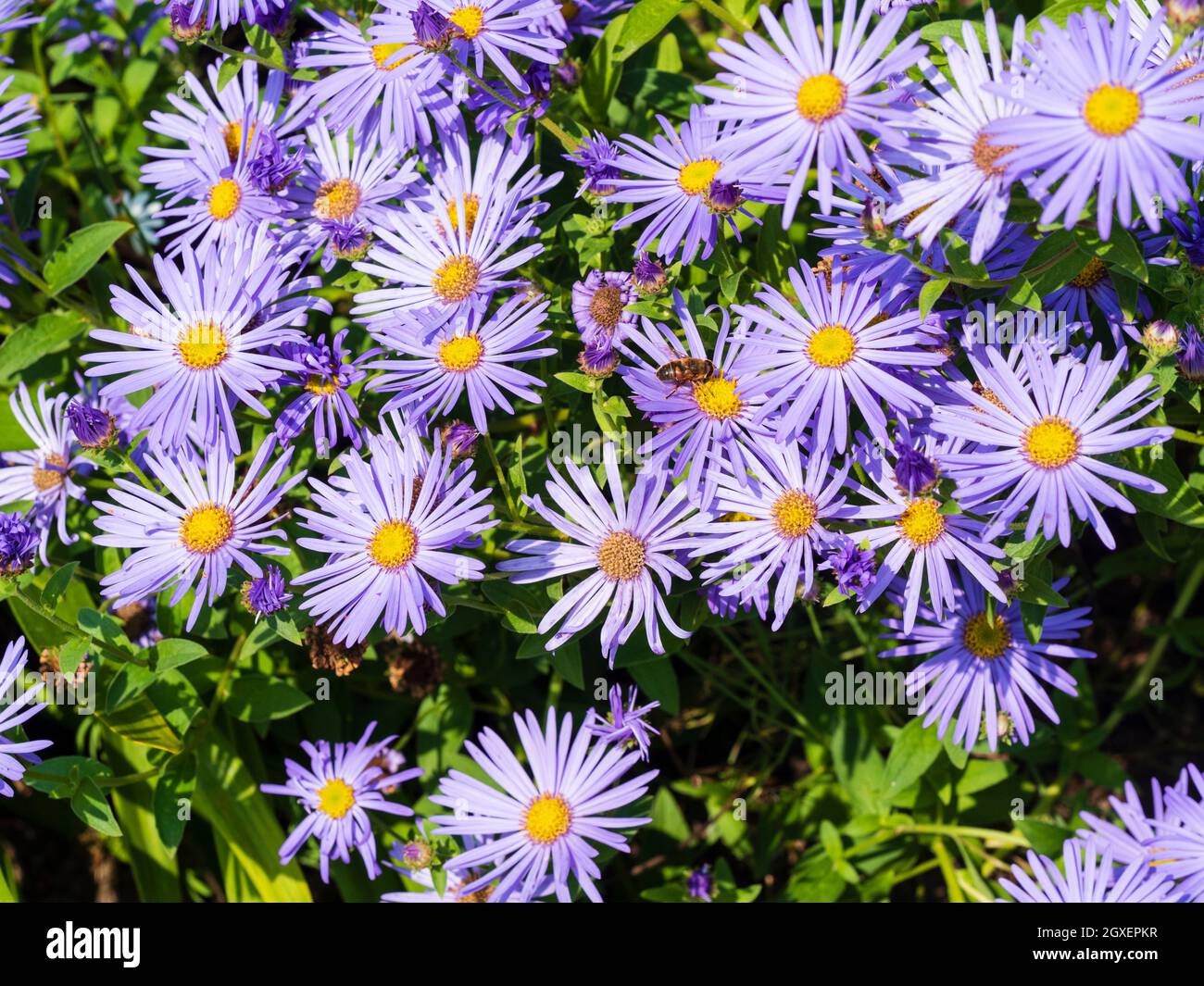 Massed blue daisies of the summer to autumn flowering hardy perennial, Aster frikartii 'Monch' Stock Photo