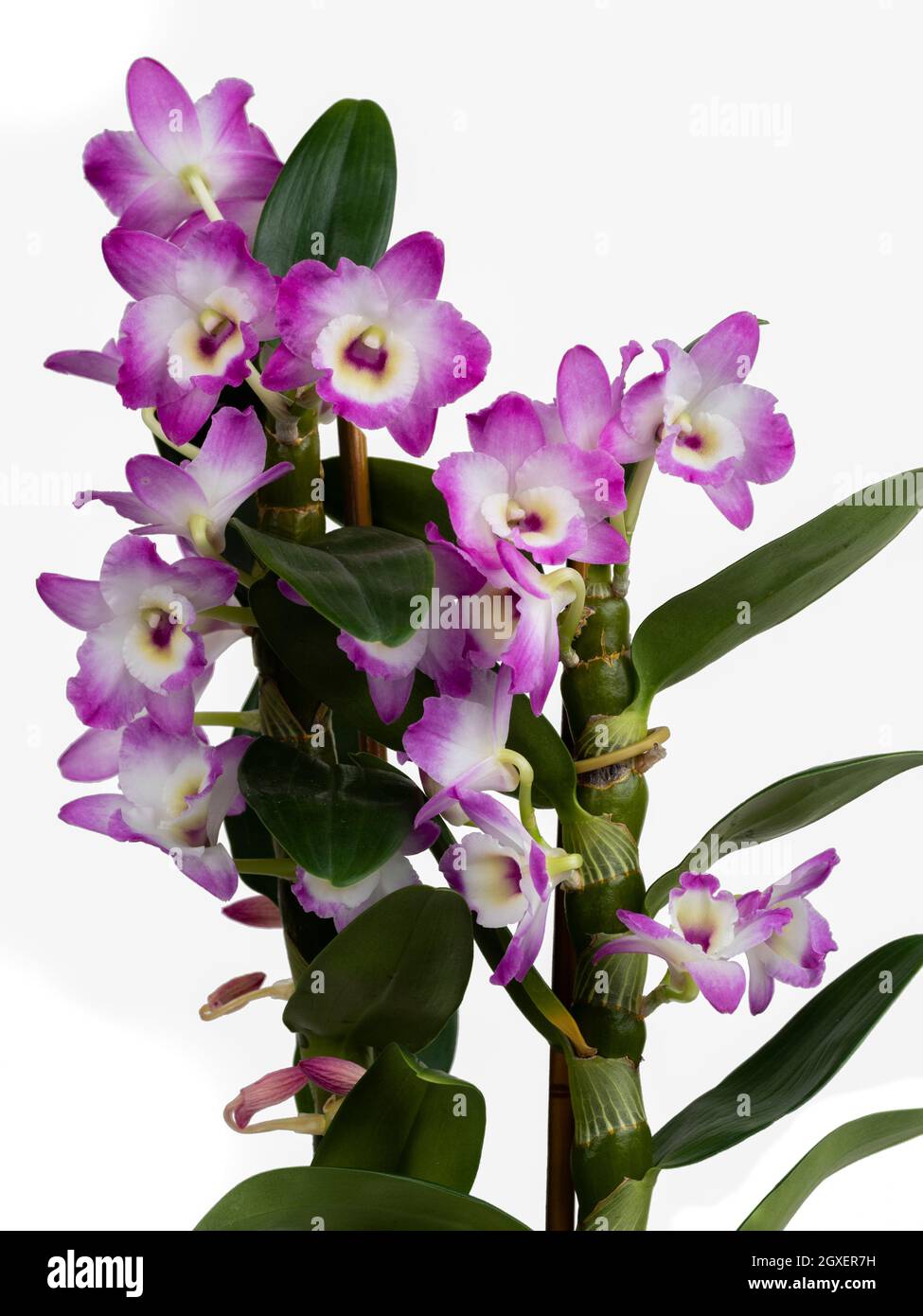 Flowering stems of Dendrobium nobile, an orchid  often used as a houseplant.  Shot on a white background Stock Photo