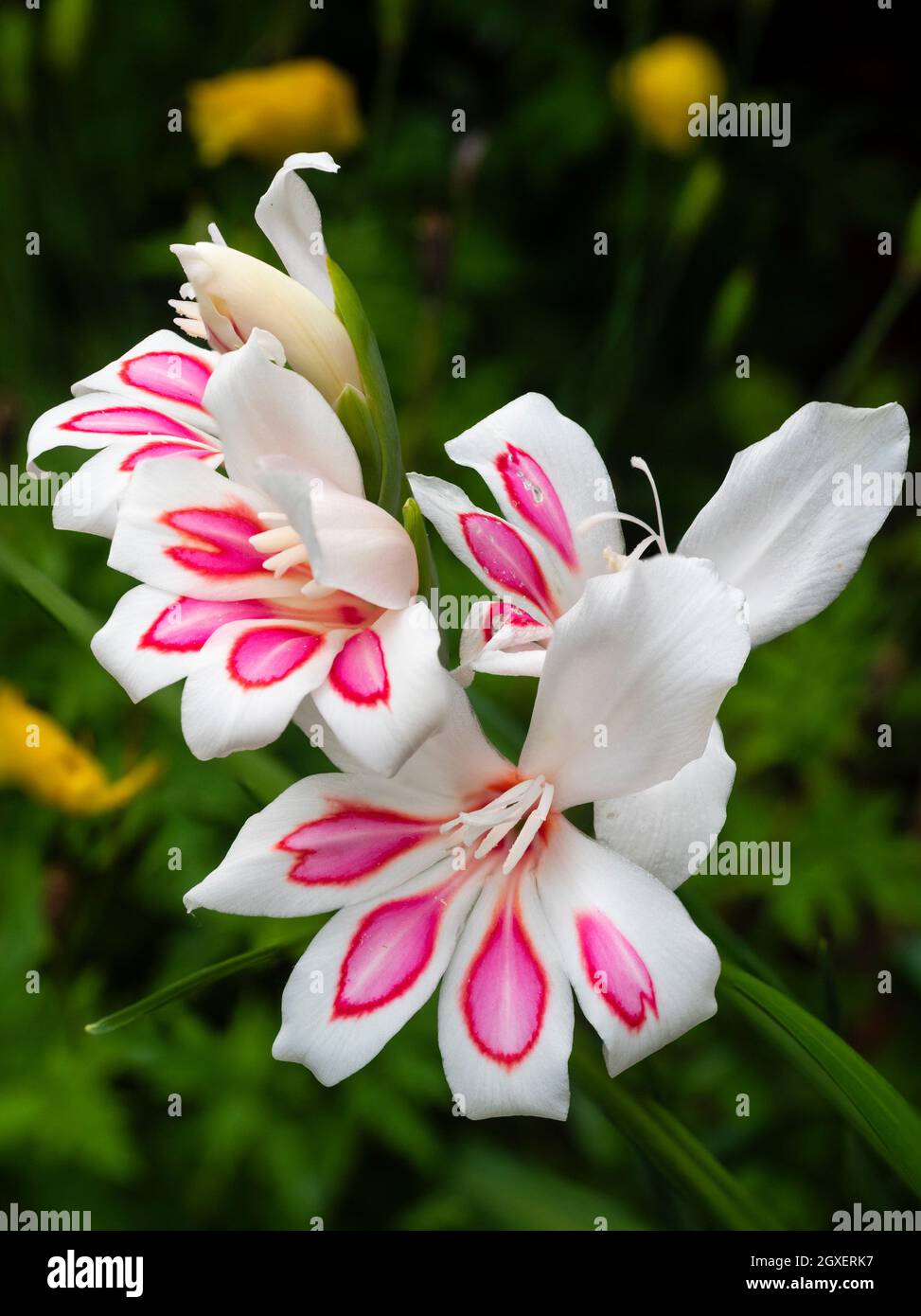 Pink blotched white flowers of the early summer flowering hardy corm, Gladiolus nanus 'Prins Claus' Stock Photo