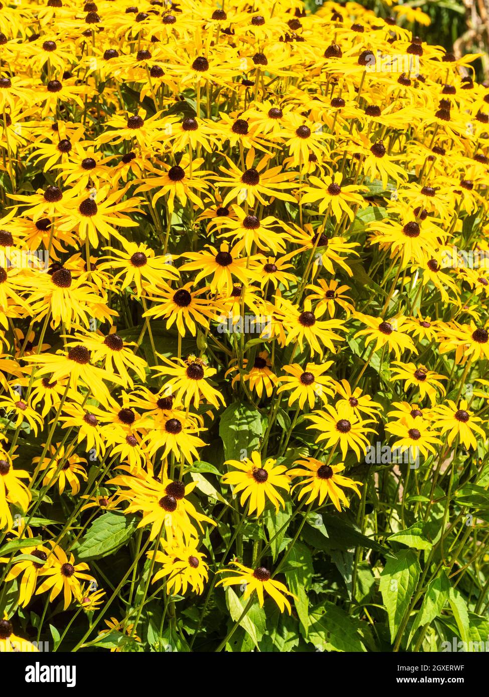 Massed display of the late summer flowers of the North American prairie perennial, Rudbeckia fulgida var. sullivantii 'Goldsturm' Stock Photo