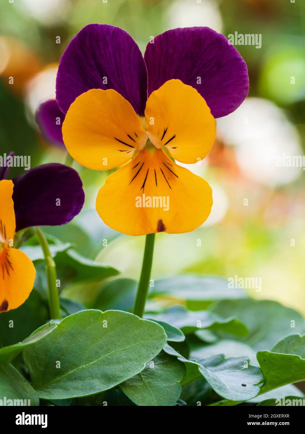 Close up of a single flower of the winter to spring flowering horned violet, Viola x cornuta 'Orange Duet' Stock Photo