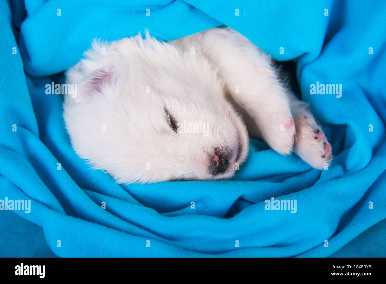 White fluffy small Samoyed puppy dog is sleeping on blue Stock Photo ...