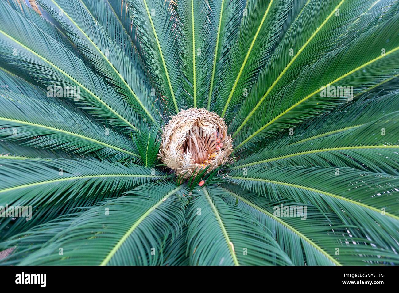Close up of a single Sago Palm showing female reproduction centre Stock Photo