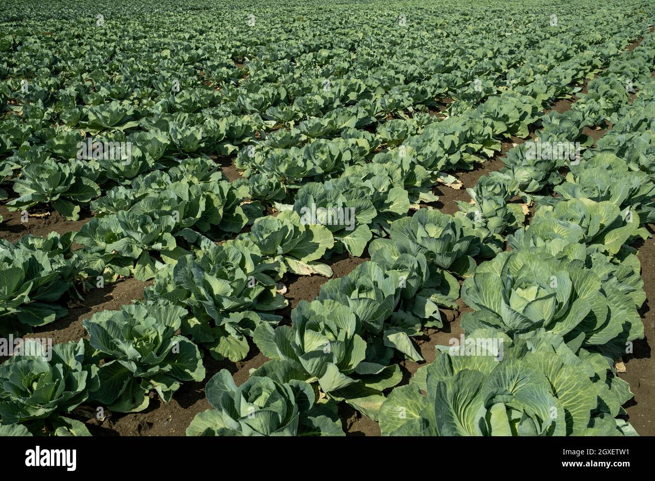 Modern farming cabbage hires stock photography and images Alamy