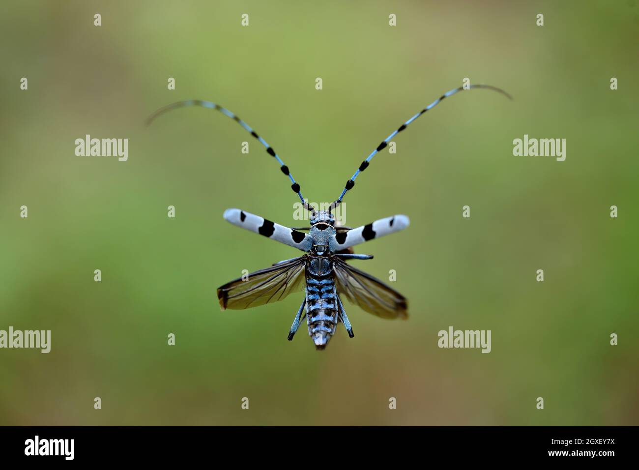 Nominaal aankomst periscoop Alpine longhorn beetle flying in summertime nature. Rare blue insect with  black spots in the air in green environment. Bug wit long feelers in flight  Stock Photo - Alamy