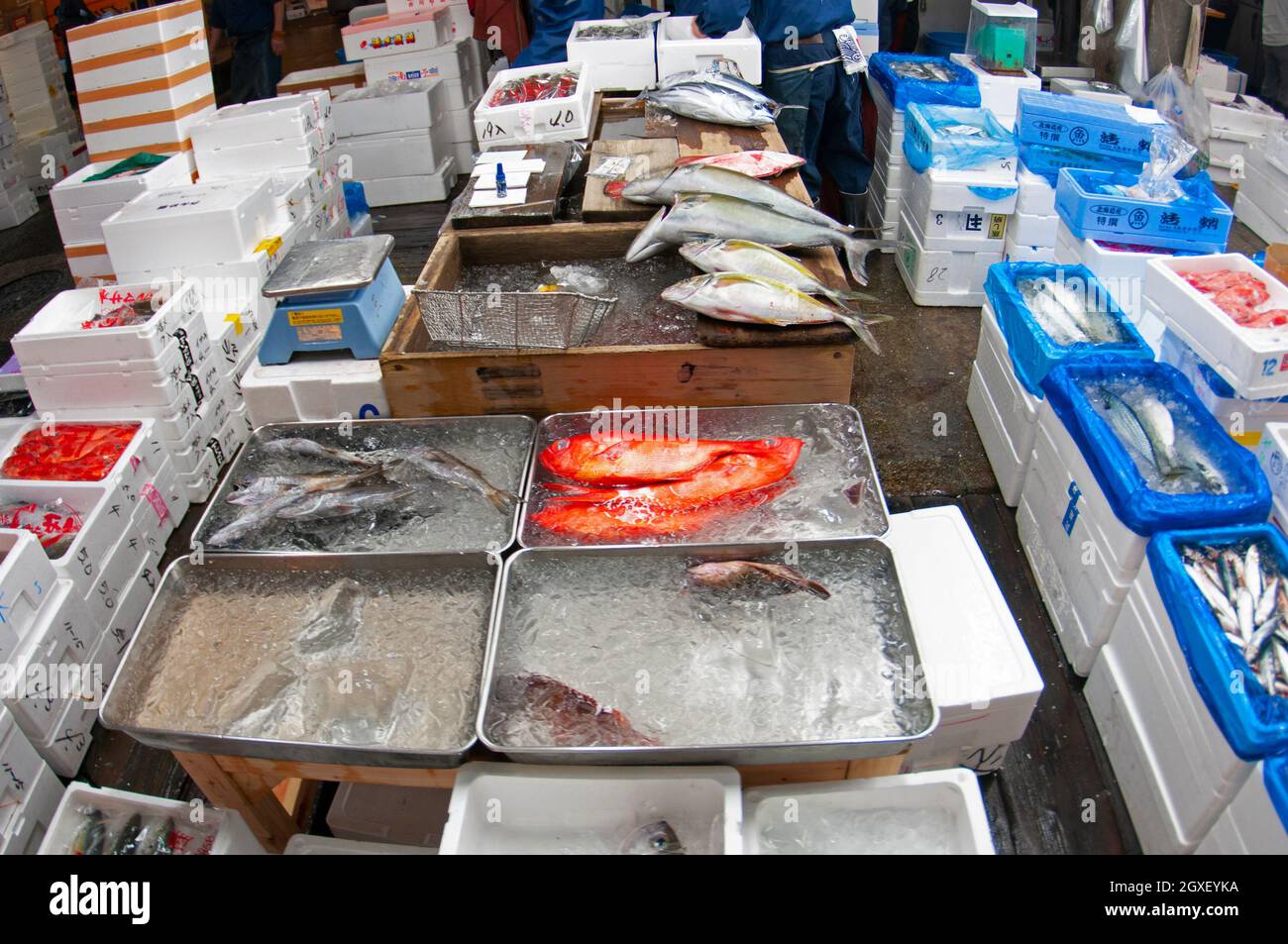 Frozen fish for sale at the old Tsukiji Fish Market, Tokyo, Japan Stock