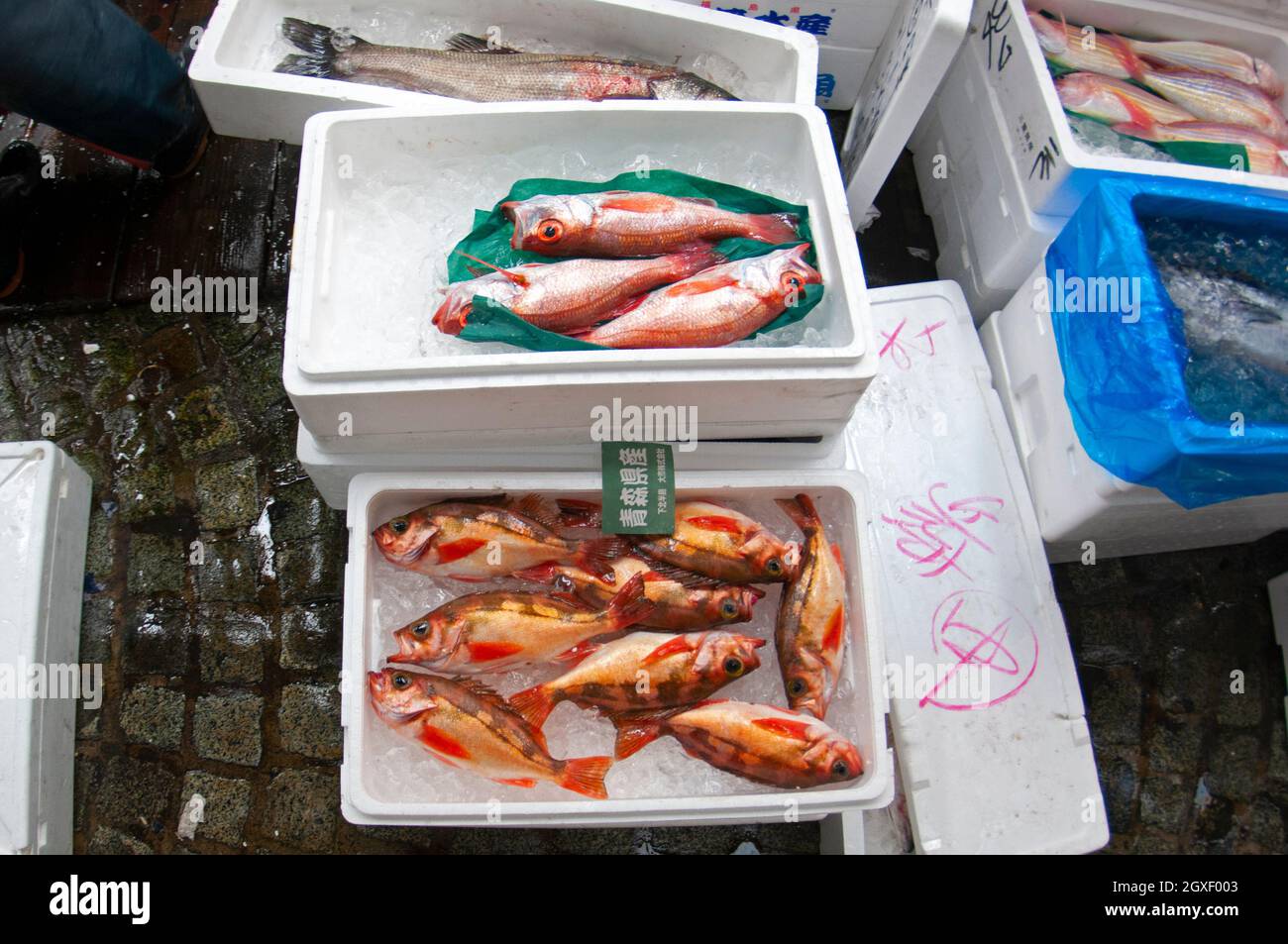 Frozen fish for sale at the old Tsukiji Fish Market, Tokyo, Japan Stock