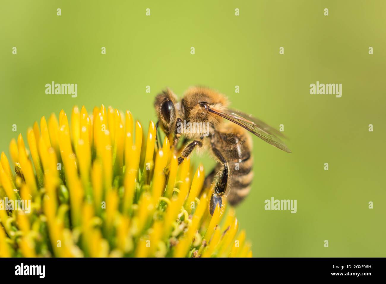 Animal sitting for pollination. Important insect for environment