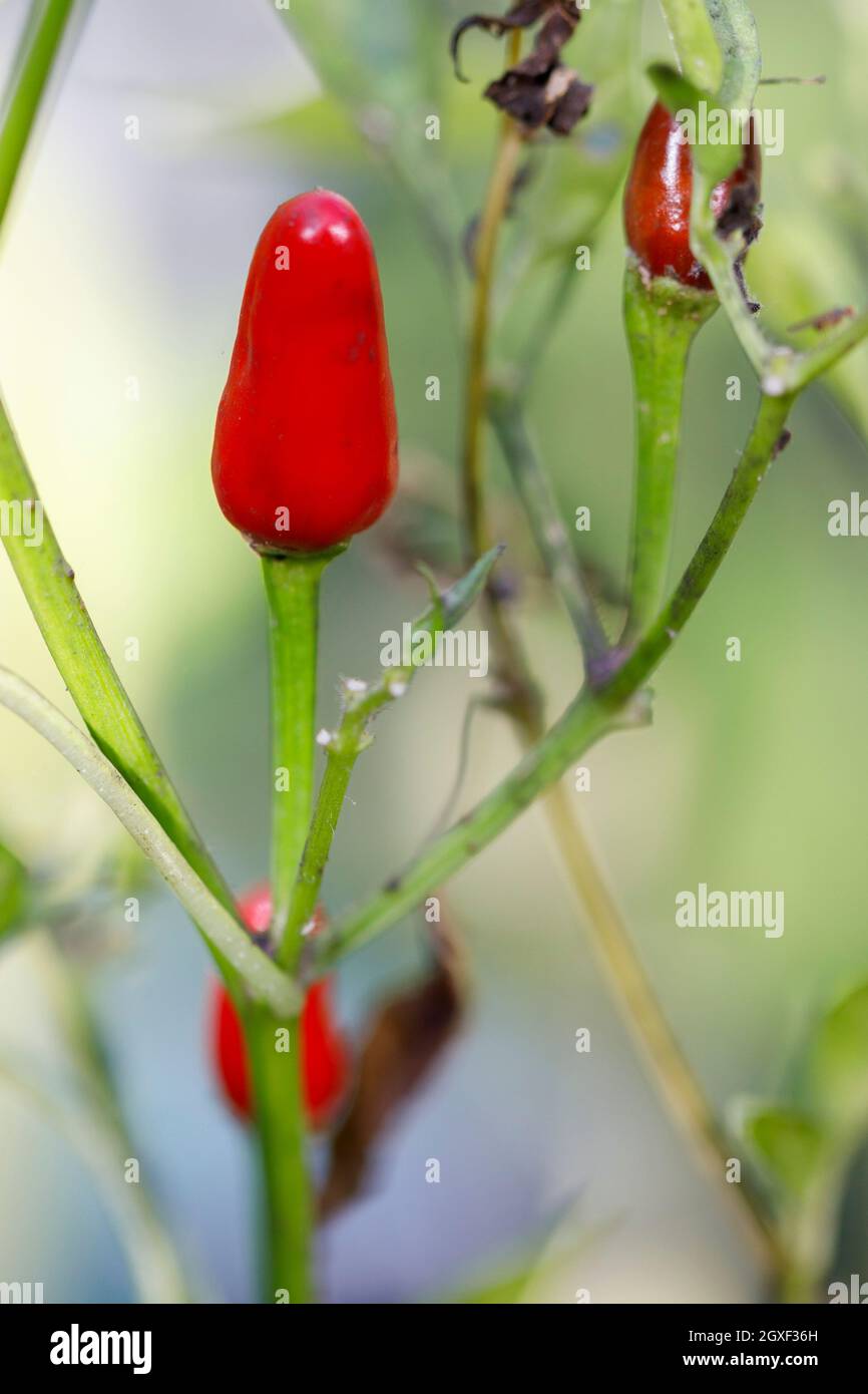 Thai chili plant growing in a greenhouse, Sussex, UK Stock Photo Alamy