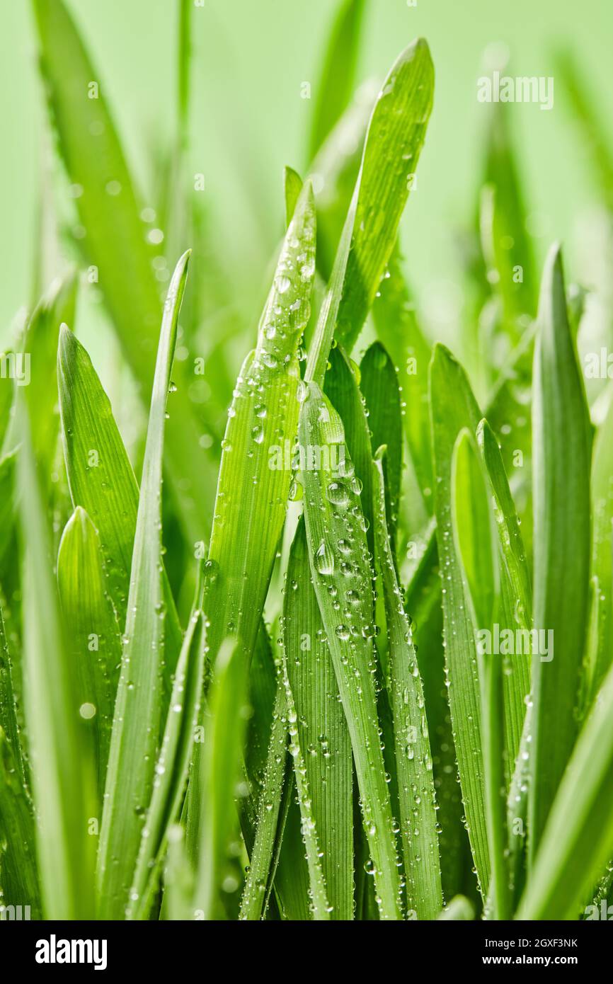 Wet green grass close-up Stock Photo - Alamy