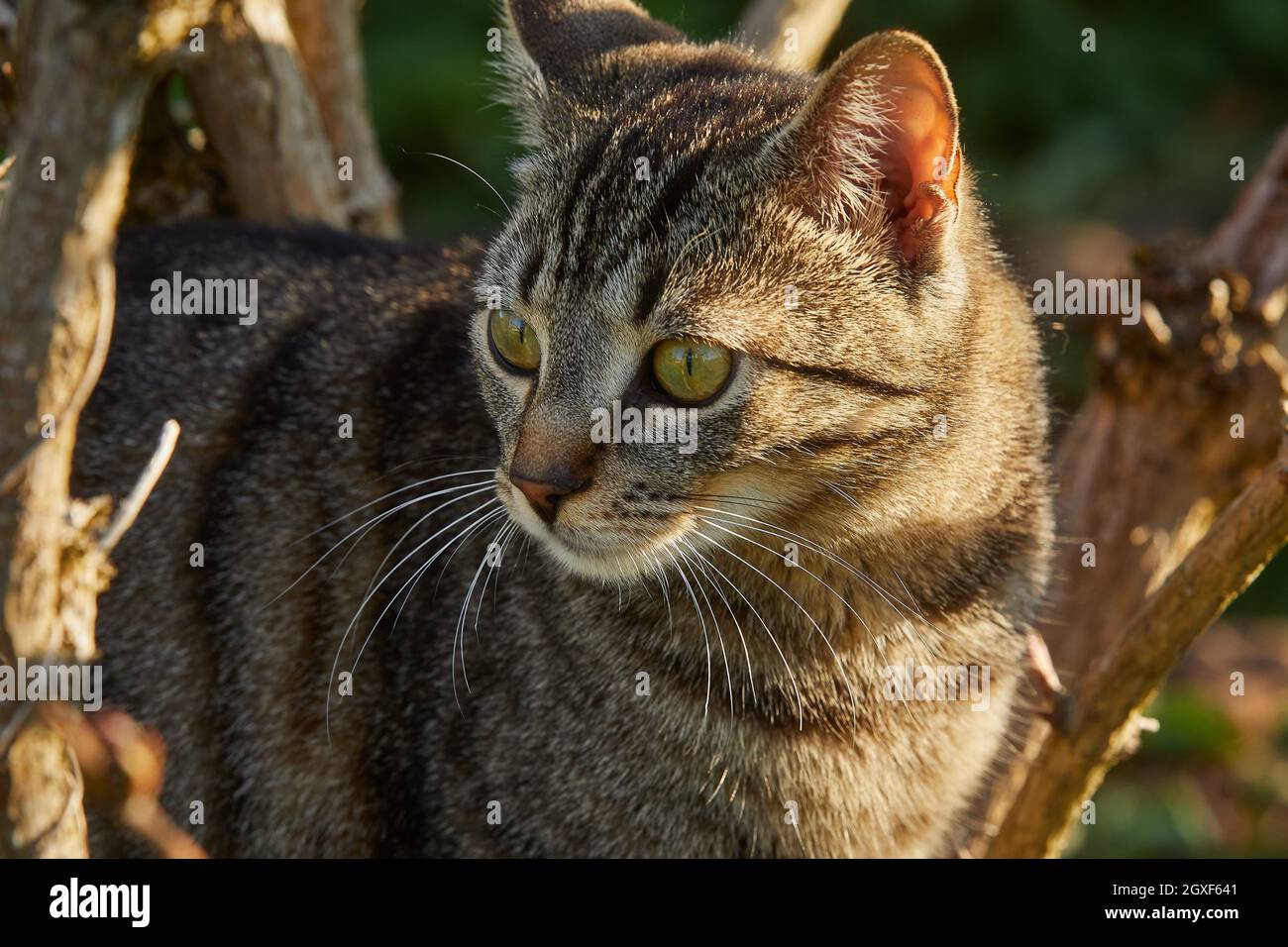 Eine Katze der Rasse Europäische Kurzhaar im Freien. Stock Photo