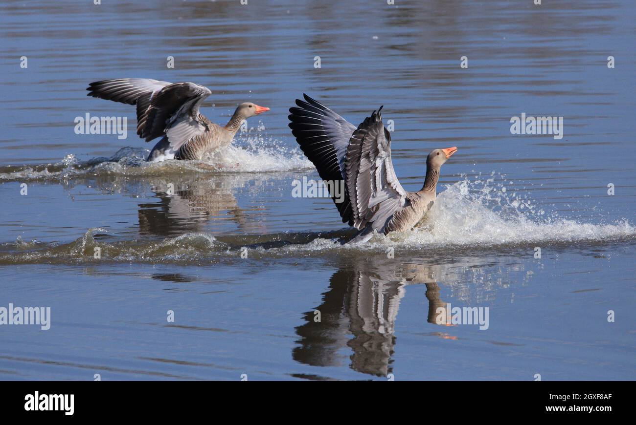 Landing Greylag gooses in a pond                                                                                    Stockenten, Paar beim Gründeln im Stock Photo
