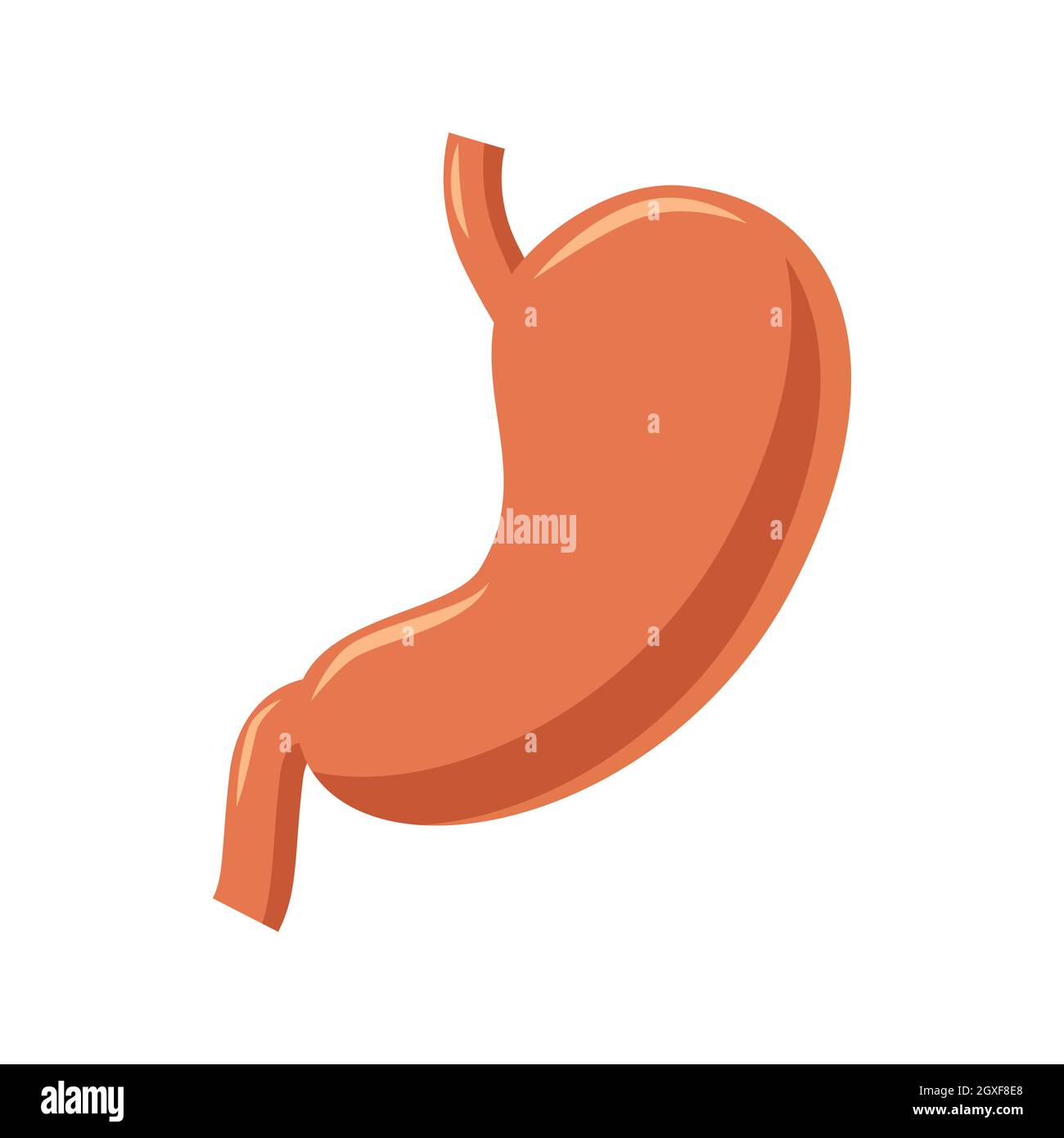 Stomach icon in cartoon style on a white background Stock Photo
