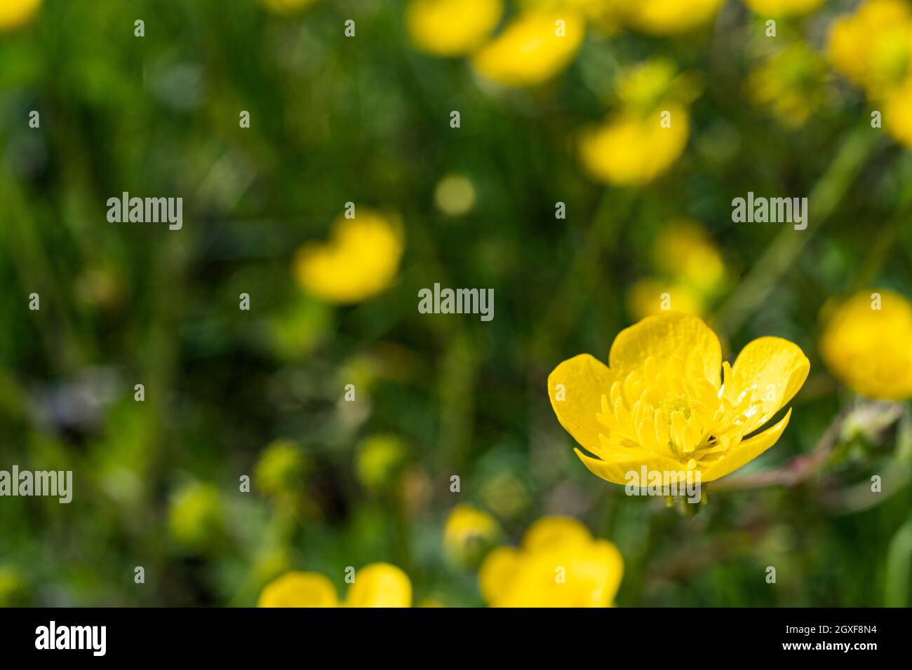 some buttercup flowers, Ranunculus Acris, in a meadow Stock Photo - Alamy