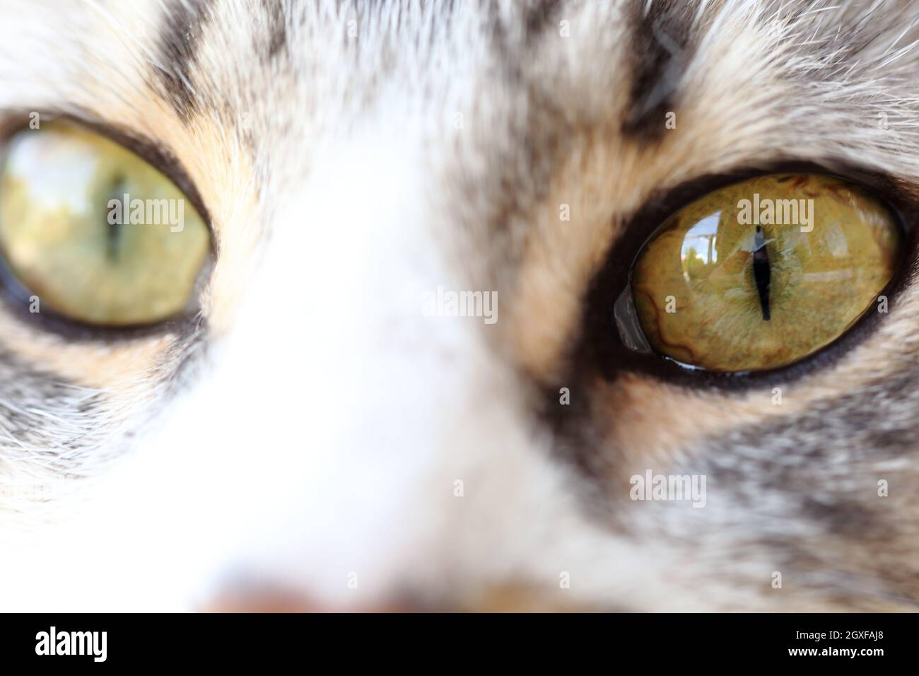 close up shot of green cat eyes Stock Photo