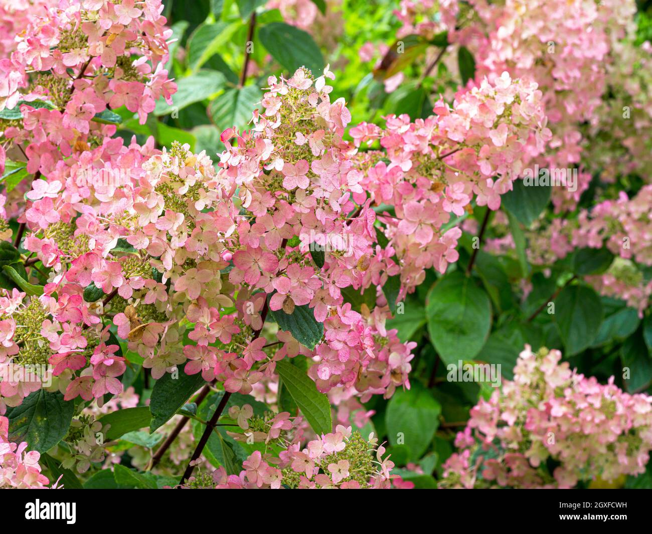 Closeup of pretty pink flowers on a Hydrangea paniculata bush in a ...