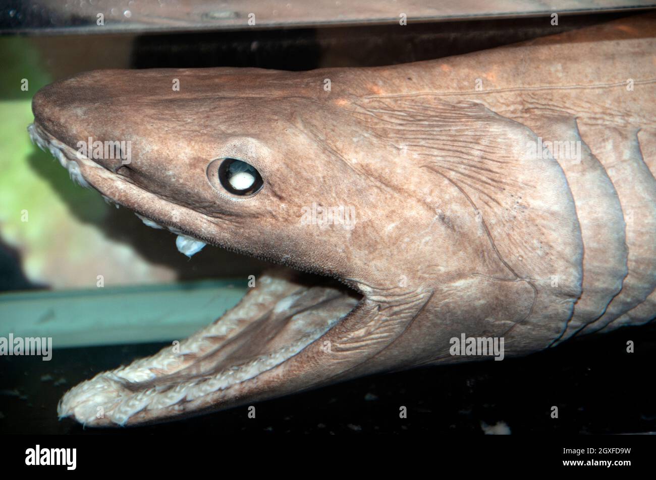 Frilled Shark Gills