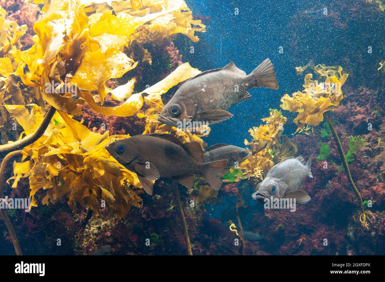 Black rockfish, Sebastes melanops, captive, Enoshima Aquarium, Enoshima, Japan Stock Photo