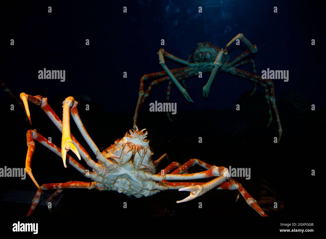 Japanese spider crab giant spider hi-res stock photography