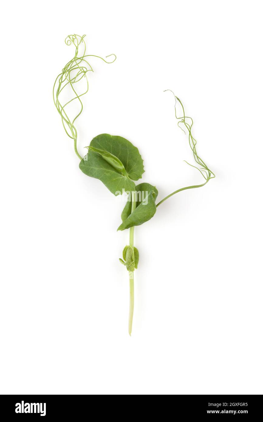 Microgreens. Tiny pea leaf on white background, flat lay. Stock Photo