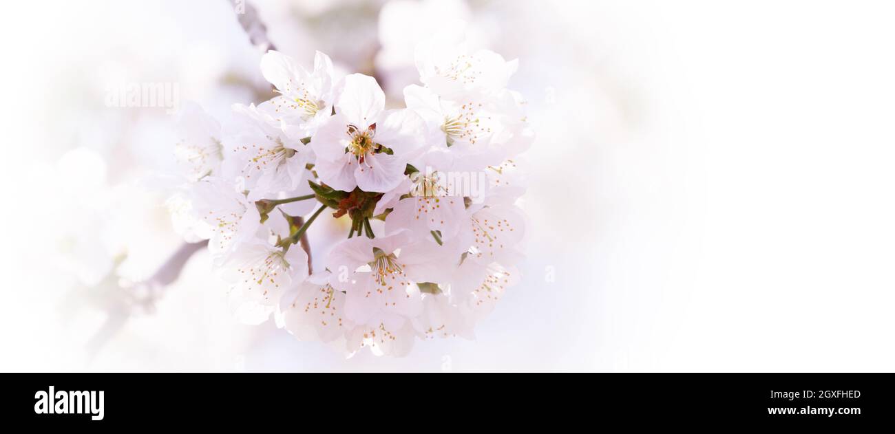 Beautiful nature scene with blooming flowers tree Stock Photo - Alamy