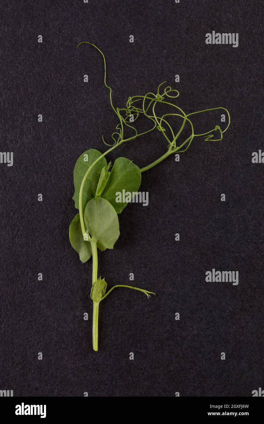 Microgreens. Tiny pea leaf on black background, flat lay. Stock Photo