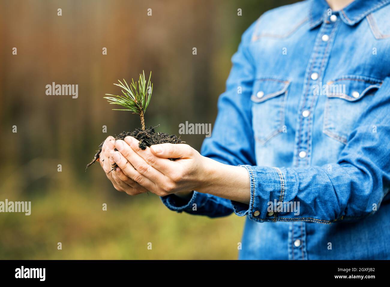 plant a forest and forestry concept - hands holding pine tree seedling. renewable resource Stock Photo