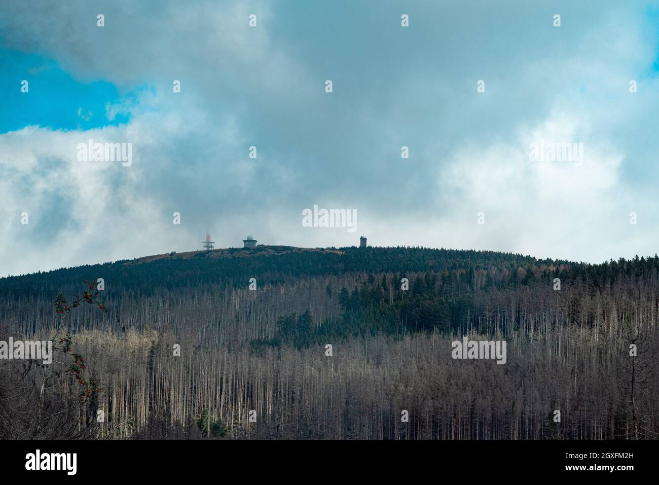Ecological disaster in the Harz Mountains Stock Photo