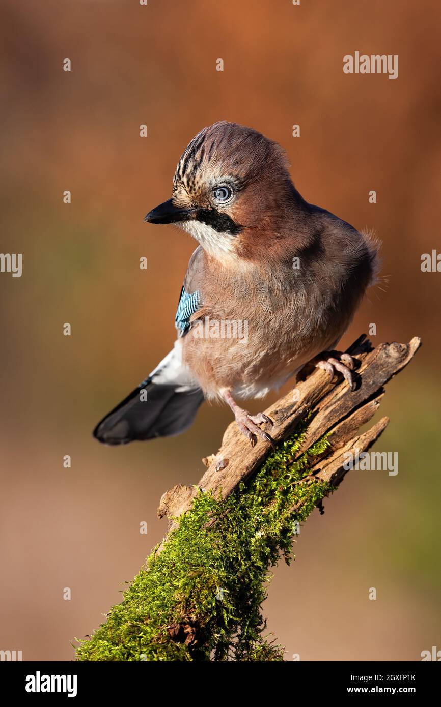 Curious eurasian jay, garrulus glandarius, sitting on branch in vertical shot. Small brown bird observing on mossed tree in autumn. Wild winged animal Stock Photo