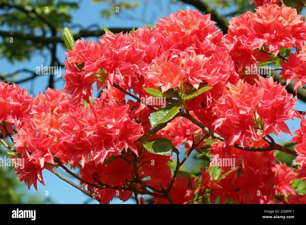 Red tinged with orange Rhododendron flower head with a dark blurred background of leaves and flowers with blue sky. Stock Photo