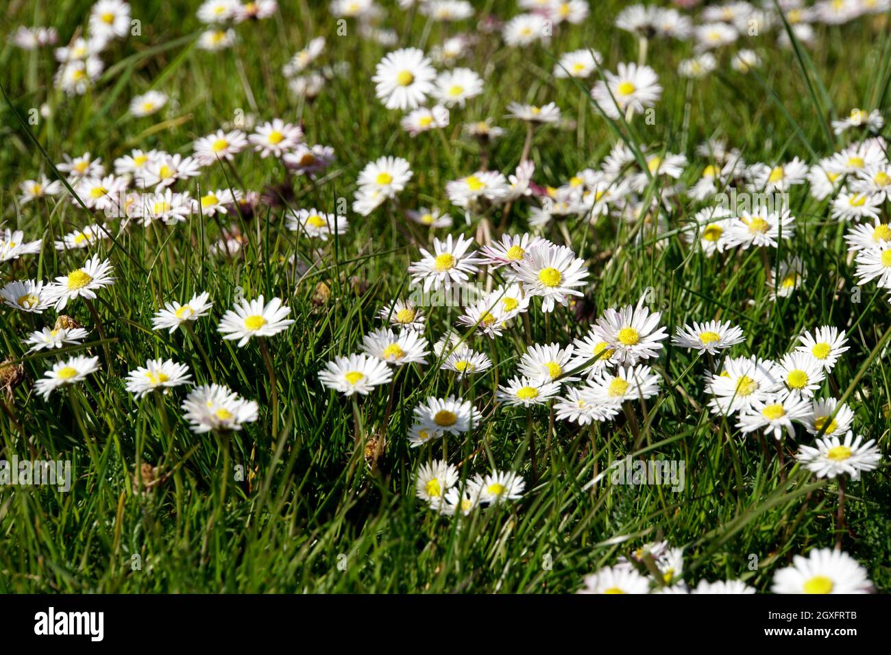 Blühende Gänseblümchen (Bellis perennis) auf der Wiese Stock Photo - Alamy