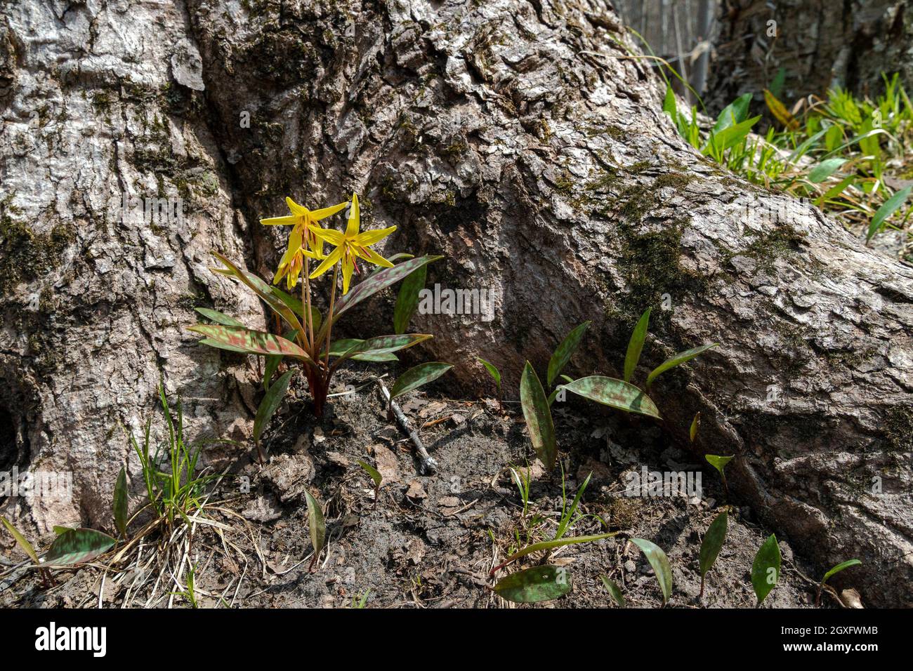 Forest flowers nestled and bloomed with golden stars, sheltered from the wind by the roots of a large tree Stock Photo
