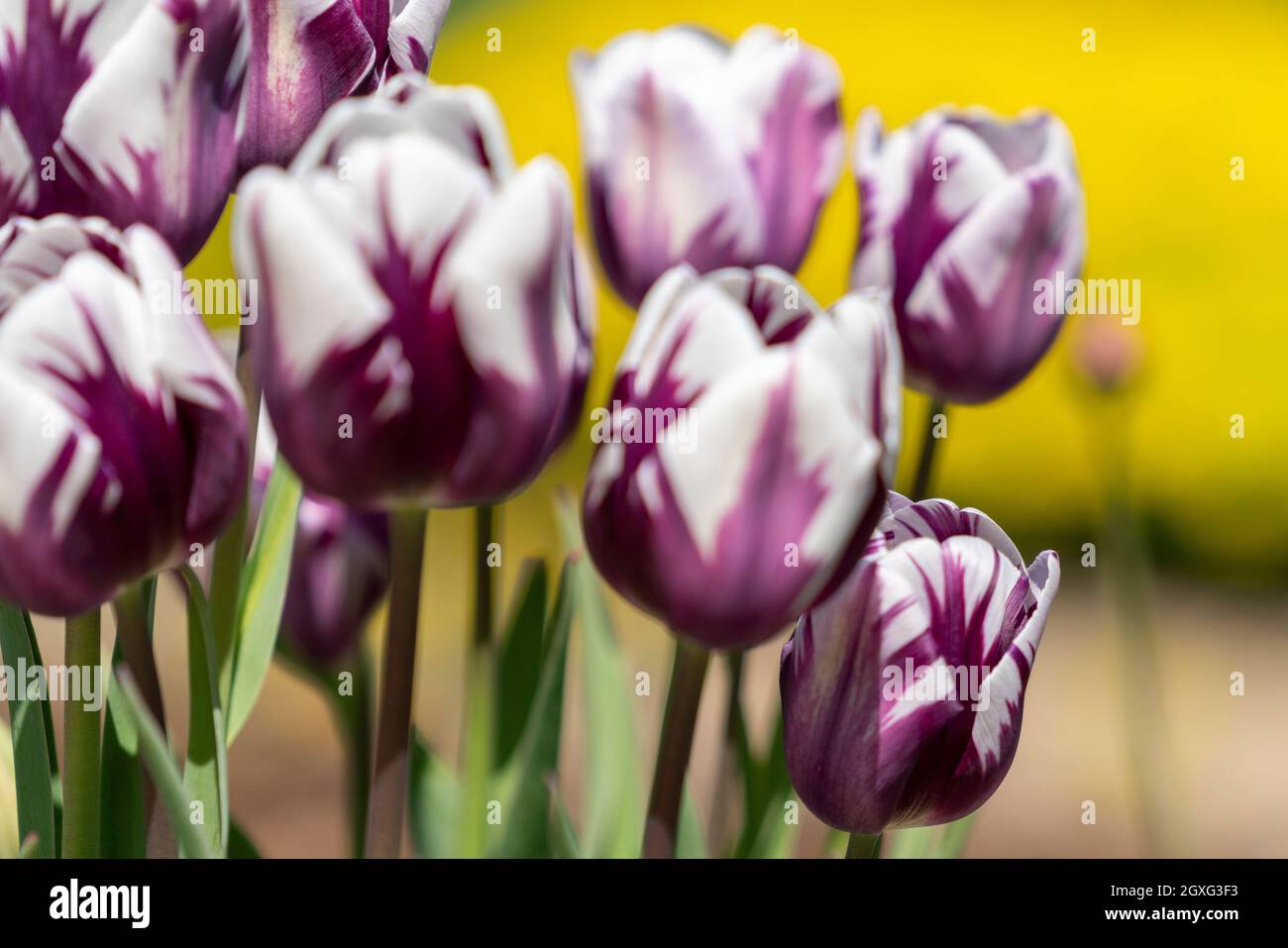 Tulips in spring in a park in the morning Stock Photo - Alamy