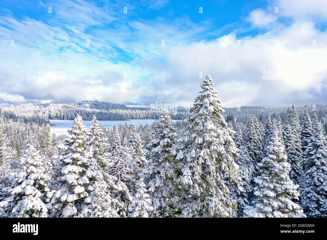 Peaceful snowy forest under cloudy blue sky with mountains as ...