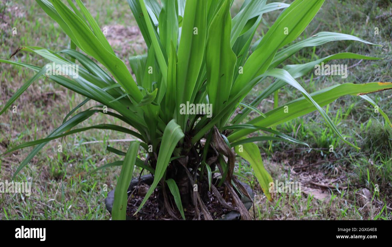 holy giant crinum asiaticum lily shoots, plants. Spider lily, Lycorius, radiante lily seed bulb Stock Photo