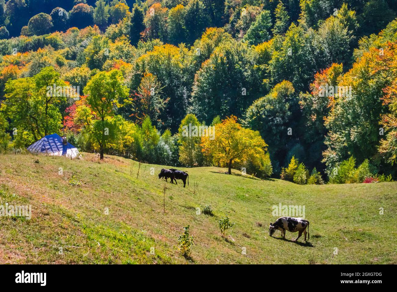 Buila Vanturarita National Park, Romania. Some cows on a meadow in autumn with a colorful forest the background. Stock Photo