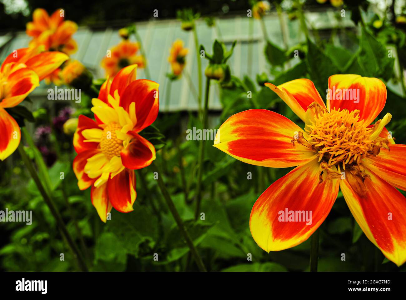 Vibrant aesthetic hi-res stock photography and images - Alamy