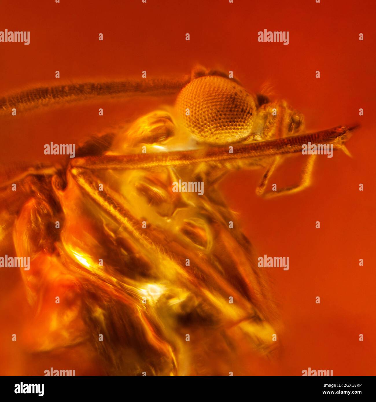 Fly inclusion in yellow transparent natural amber. Micro photography. Stock Photo