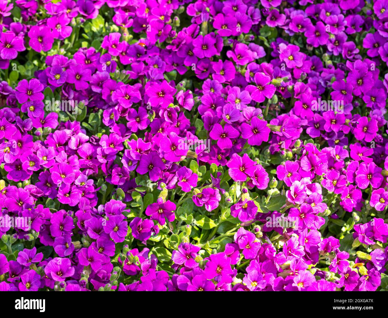 Closeup of pretty bright purple flowers of Aubrieta Kitte Purple growing in a rock garden in sunlight Stock Photo